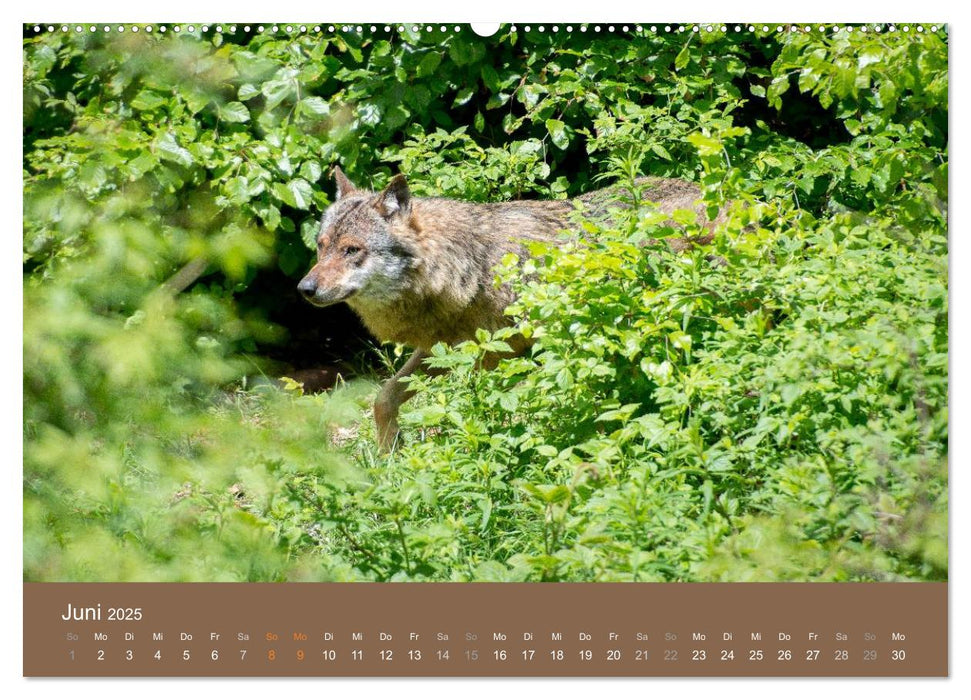 DER WOLF - faszinierend und gefährlich (CALVENDO Premium Wandkalender 2025)