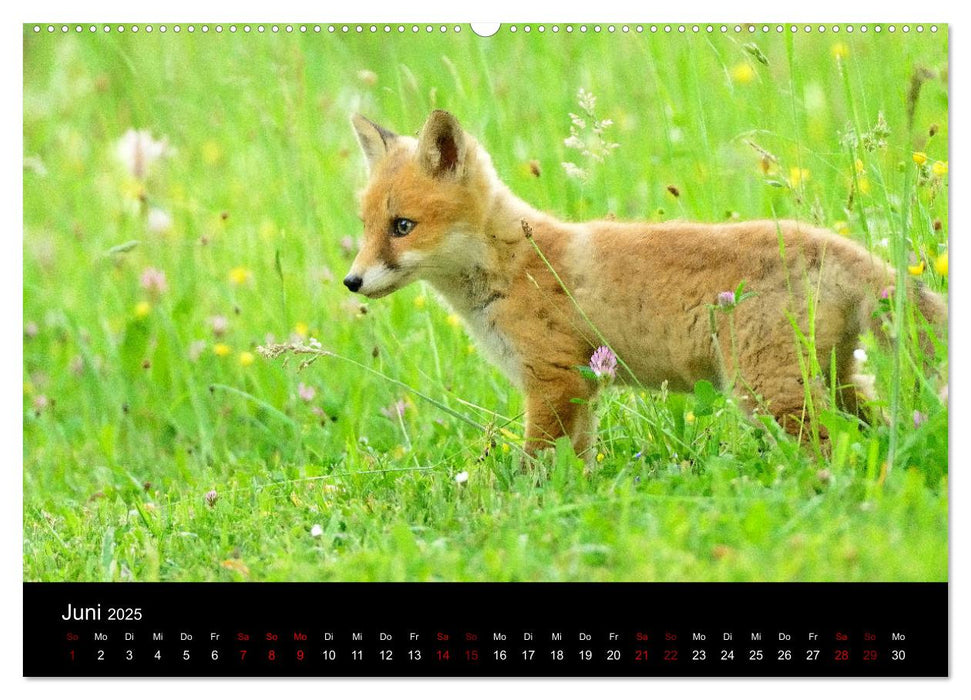 Auf den Spuren der Stadtfüchse (CALVENDO Premium Wandkalender 2025)