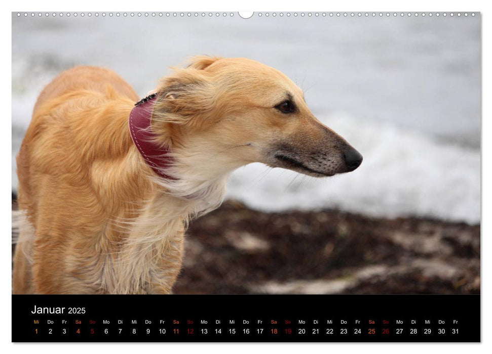 Der Silken Windsprite - ein Seelenhund (CALVENDO Premium Wandkalender 2025)