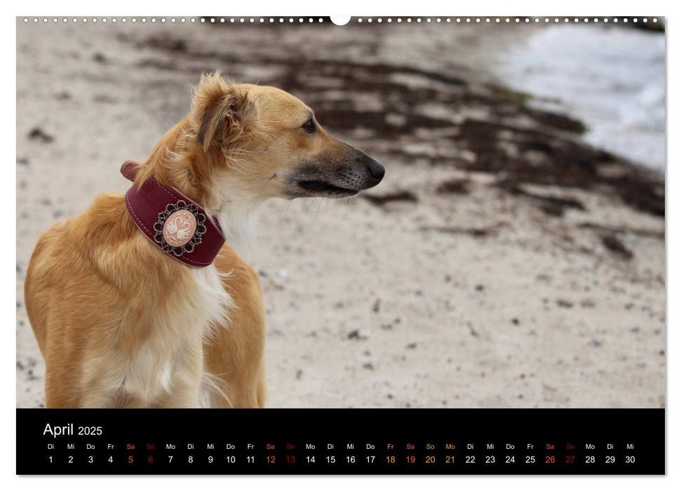 Der Silken Windsprite - ein Seelenhund (CALVENDO Premium Wandkalender 2025)