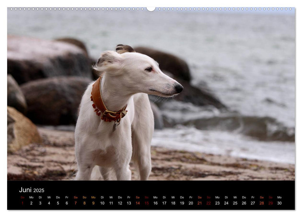 Der Silken Windsprite - ein Seelenhund (CALVENDO Premium Wandkalender 2025)