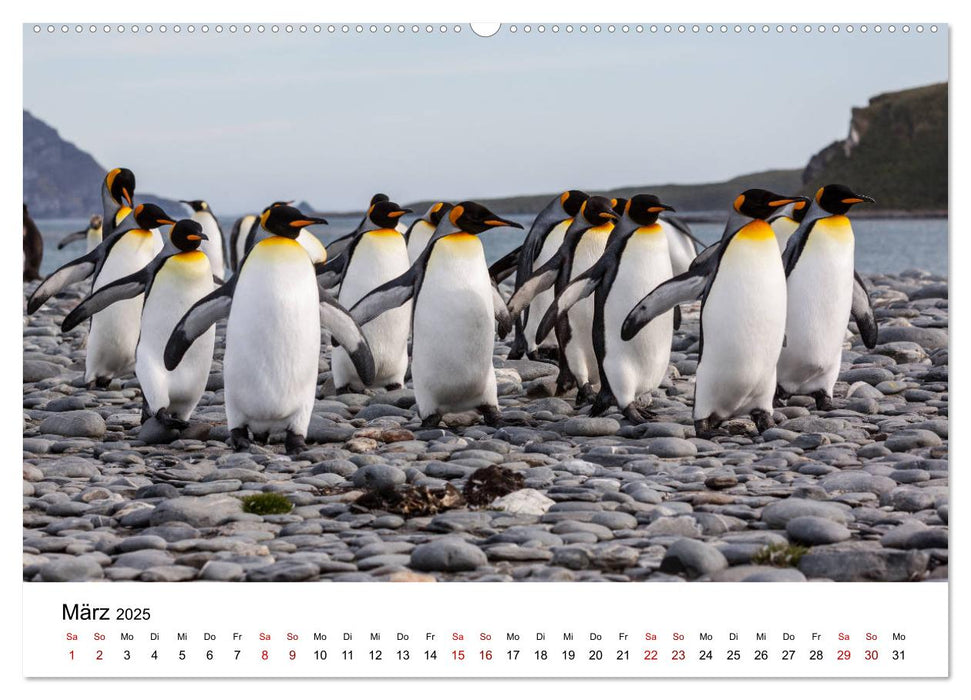 Königspinguine - zu Besuch auf Südgeorgien (CALVENDO Premium Wandkalender 2025)