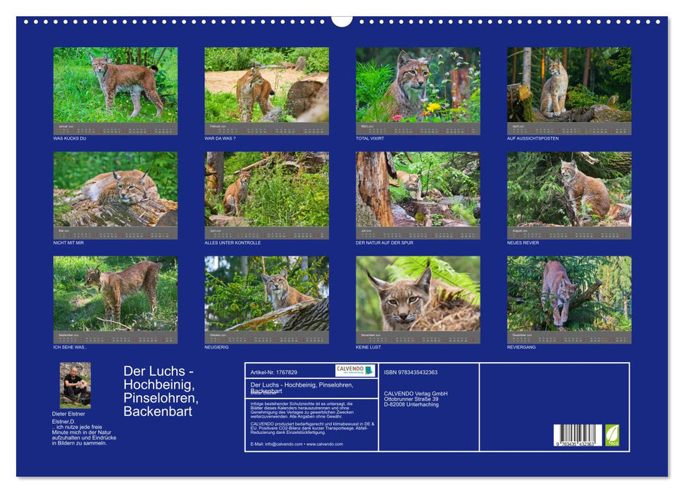 Der Luchs - Hochbeinig, Pinselohren, Backenbart (CALVENDO Wandkalender 2025)