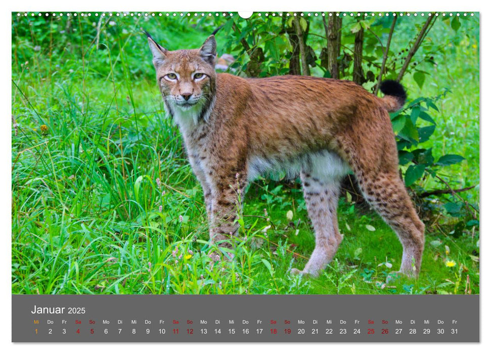 Der Luchs - Hochbeinig, Pinselohren, Backenbart (CALVENDO Wandkalender 2025)