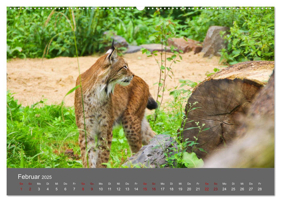 Der Luchs - Hochbeinig, Pinselohren, Backenbart (CALVENDO Wandkalender 2025)