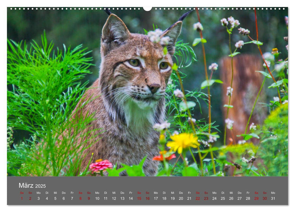 Der Luchs - Hochbeinig, Pinselohren, Backenbart (CALVENDO Wandkalender 2025)