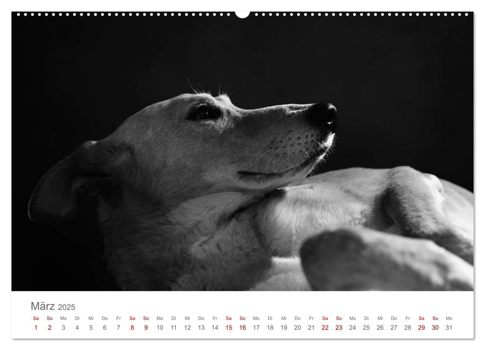 Hundeportraits Fine Art (CALVENDO Premium Wandkalender 2025)
