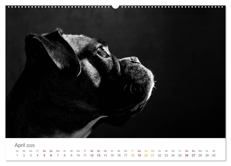 Hundeportraits Fine Art (CALVENDO Premium Wandkalender 2025)