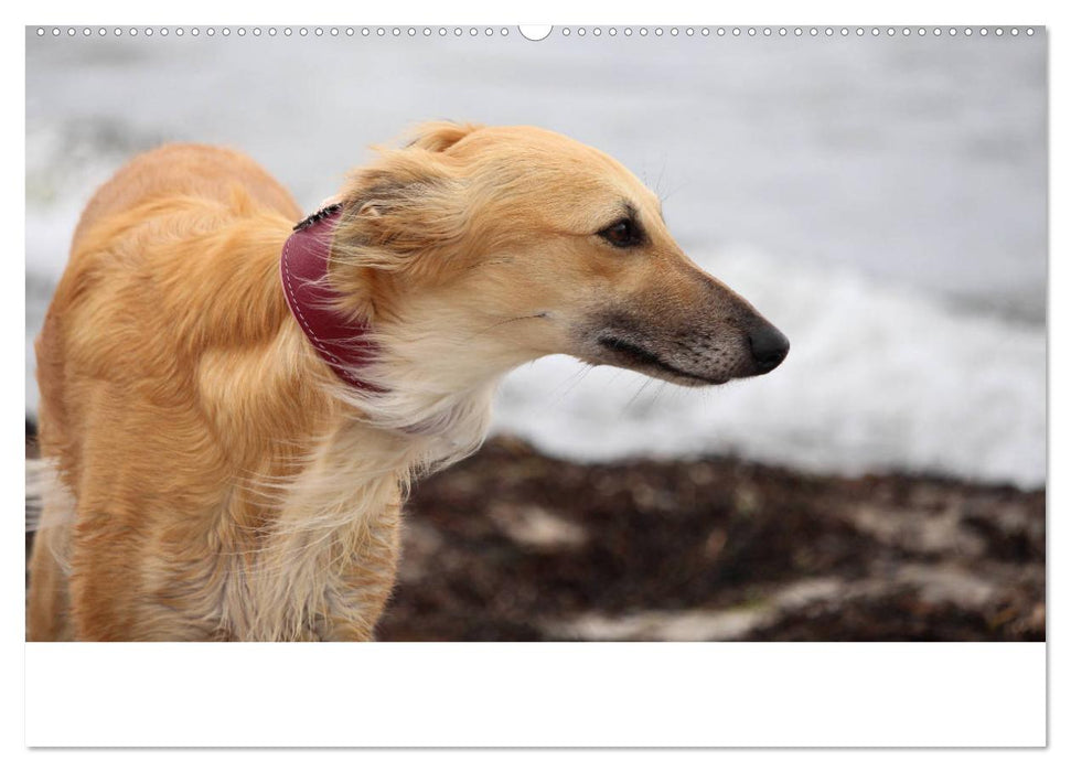 Der Silken Windsprite - ein Seelenhund (CALVENDO Wandkalender 2025)