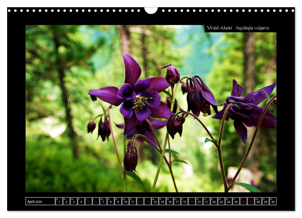 Alpine Flora in der Homöopathie (CALVENDO Wandkalender 2025)