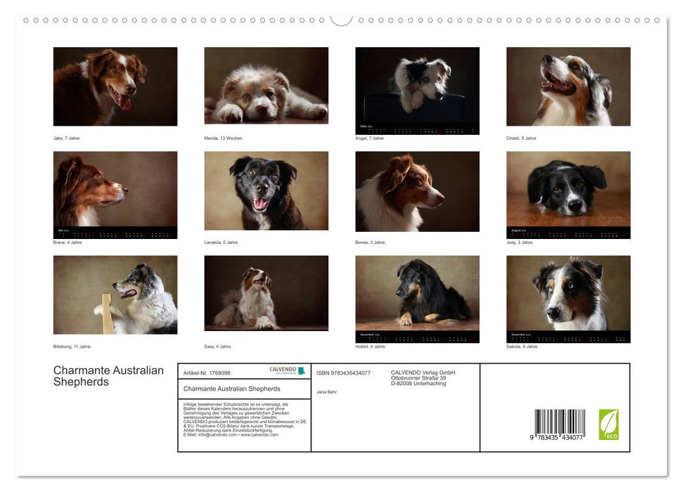 Charmante Australian Shepherds (CALVENDO Premium Wandkalender 2025)