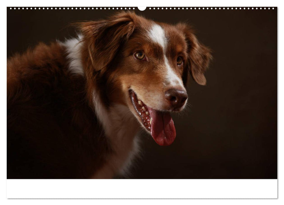 Charmante Australian Shepherds (CALVENDO Premium Wandkalender 2025)