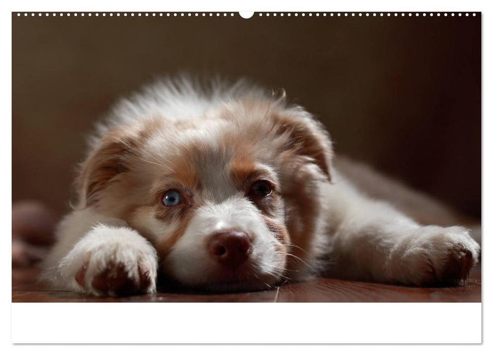 Charmante Australian Shepherds (CALVENDO Premium Wandkalender 2025)