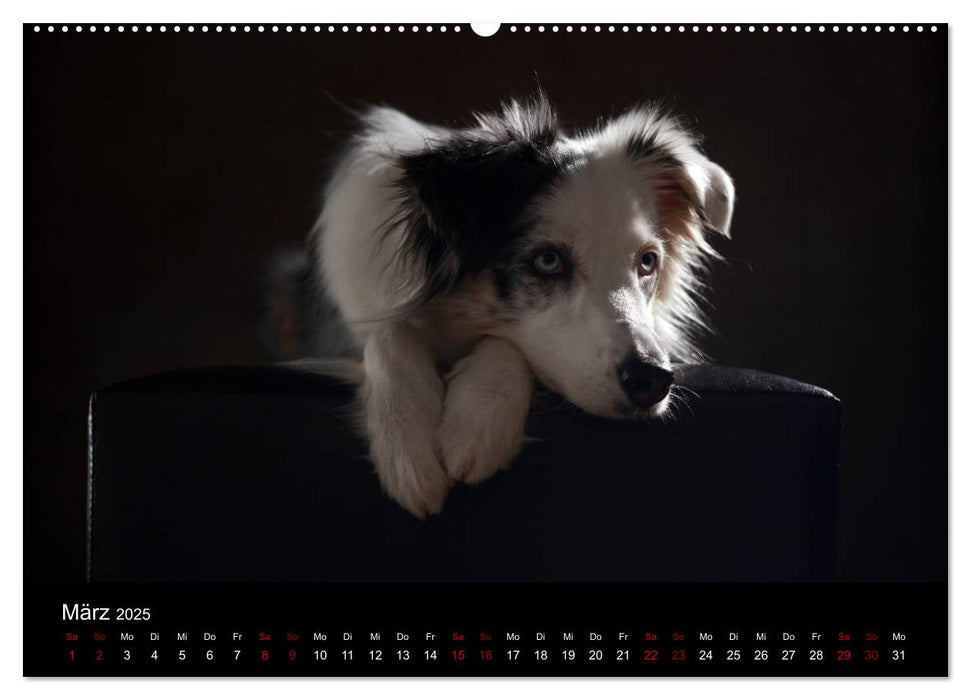 Charmante Australian Shepherds (CALVENDO Premium Wandkalender 2025)