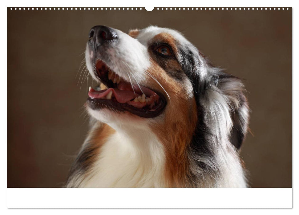 Charmante Australian Shepherds (CALVENDO Premium Wandkalender 2025)