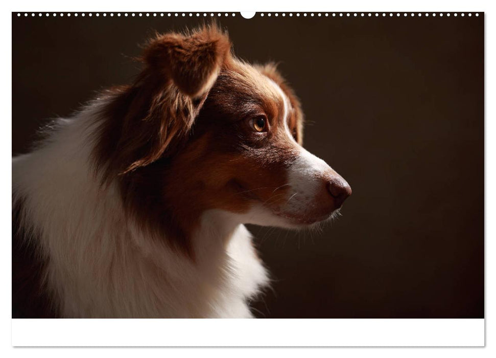 Charmante Australian Shepherds (CALVENDO Premium Wandkalender 2025)