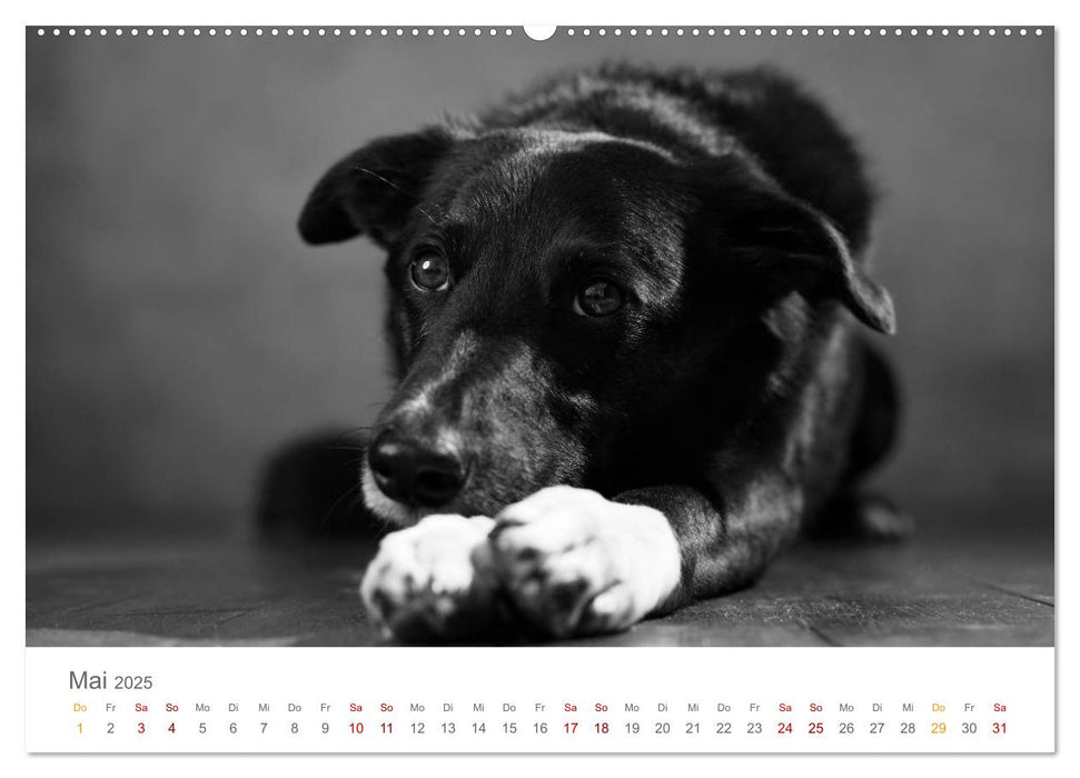 Hundeportraits Fine Art (CALVENDO Wandkalender 2025)