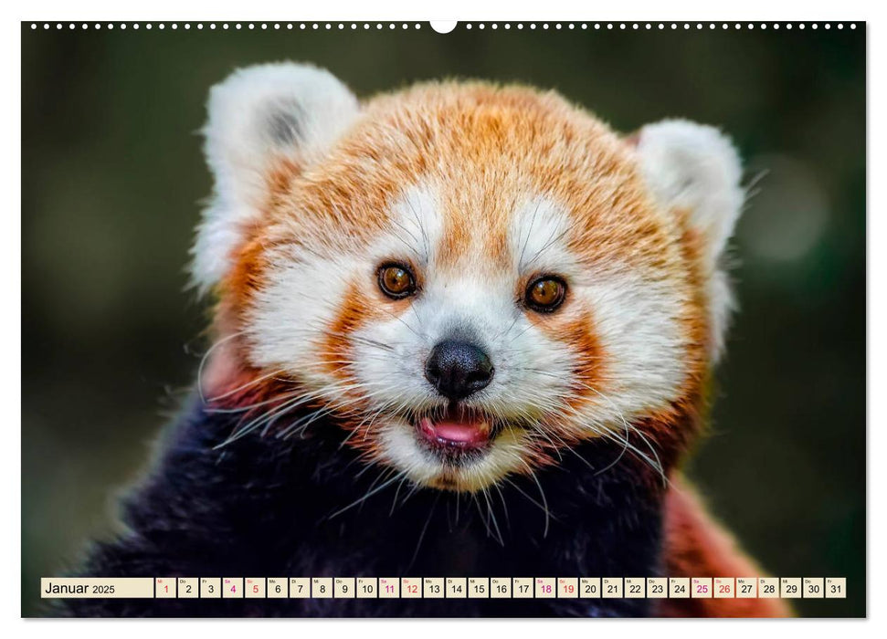 Kleiner Panda (CALVENDO Premium Wandkalender 2025)