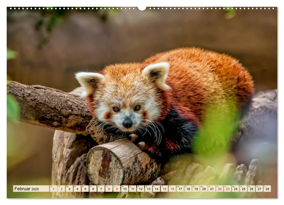 Kleiner Panda (CALVENDO Premium Wandkalender 2025)