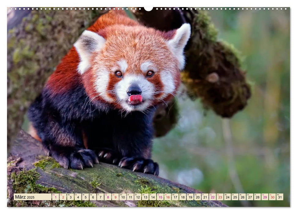 Kleiner Panda (CALVENDO Premium Wandkalender 2025)