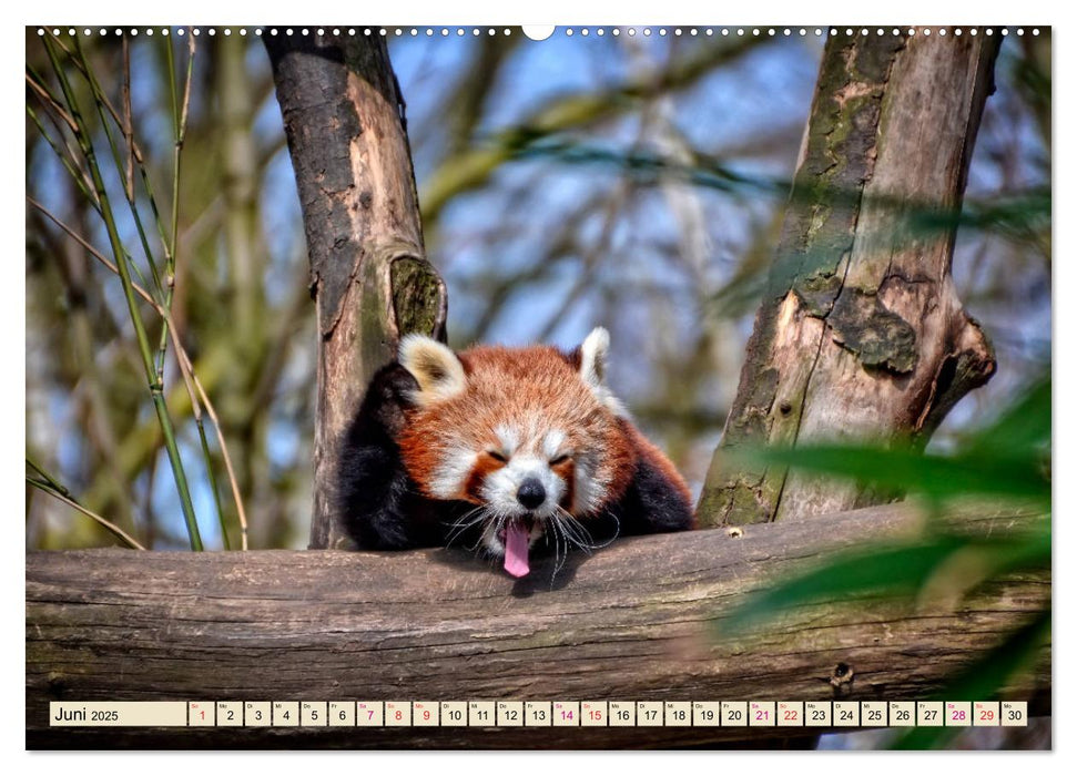 Kleiner Panda (CALVENDO Premium Wandkalender 2025)
