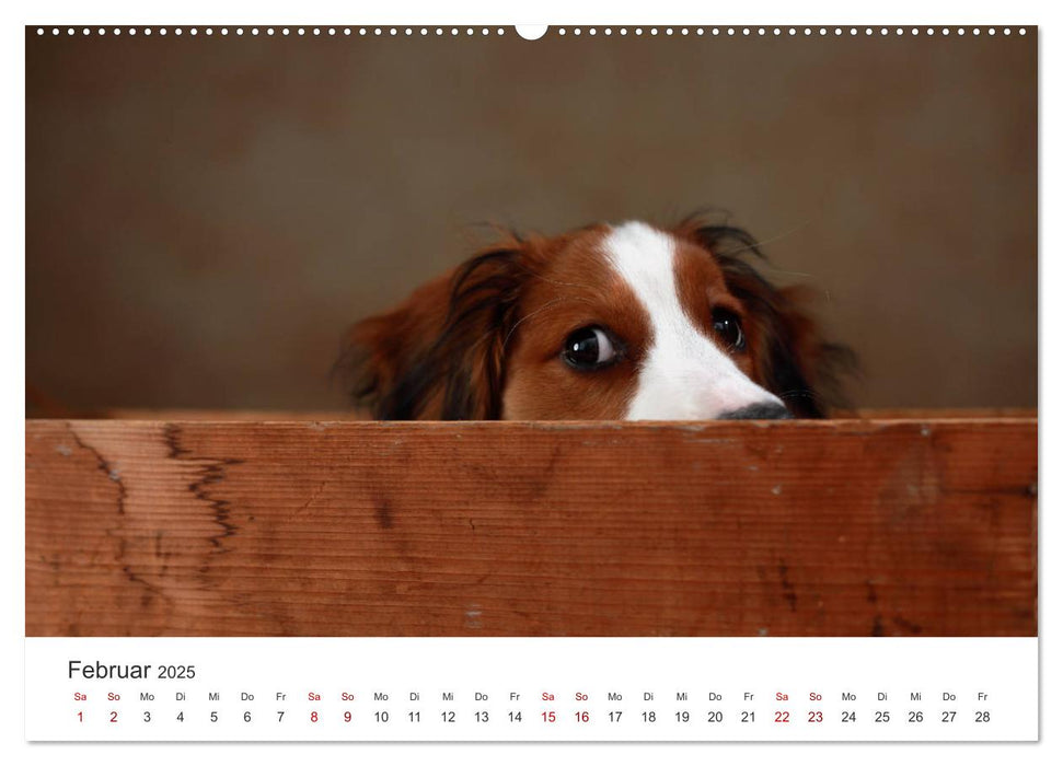 Welpenblicke (CALVENDO Premium Wandkalender 2025)