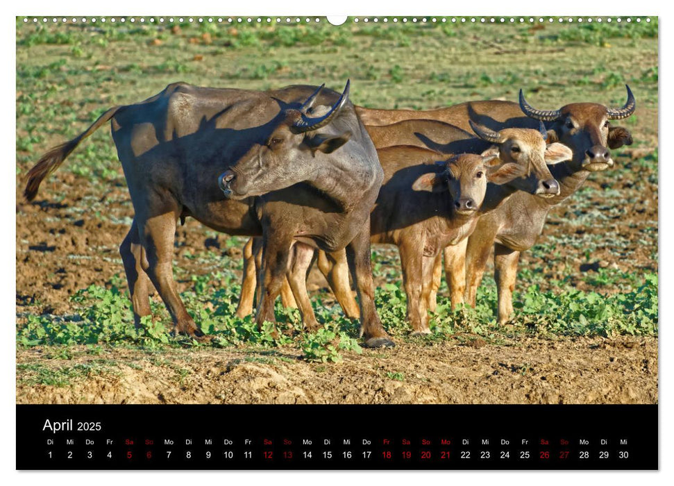 Sri Lanka - Tierische Momente (CALVENDO Premium Wandkalender 2025)