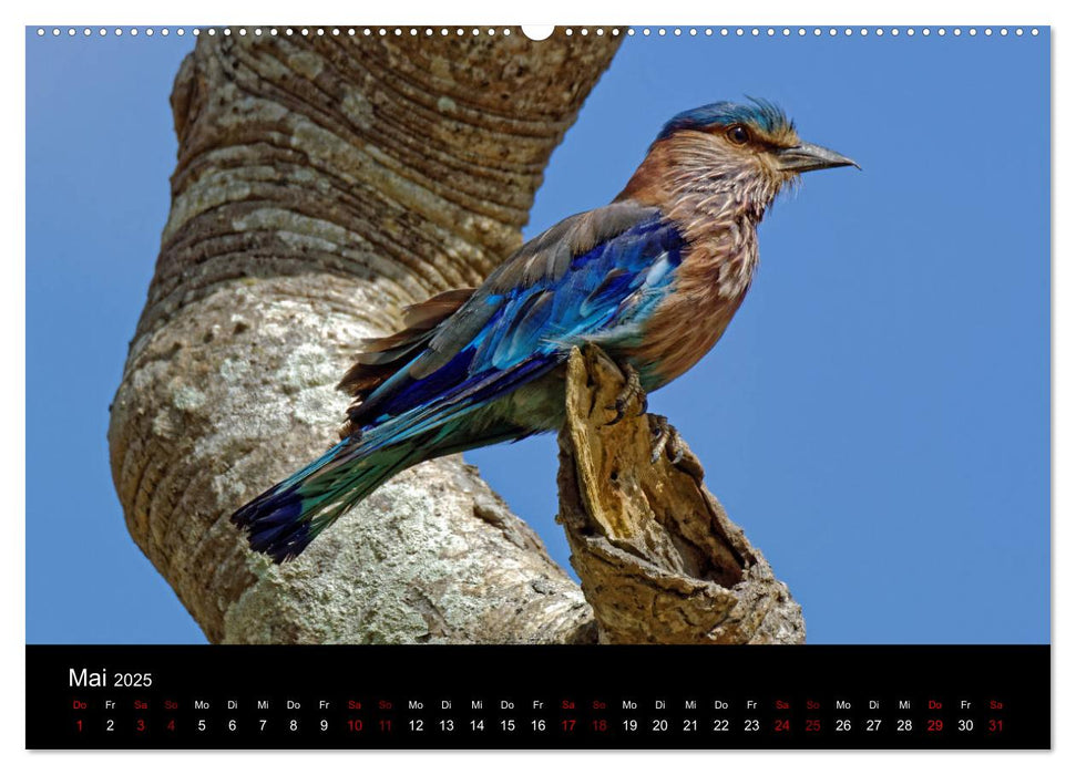 Sri Lanka - Tierische Momente (CALVENDO Premium Wandkalender 2025)