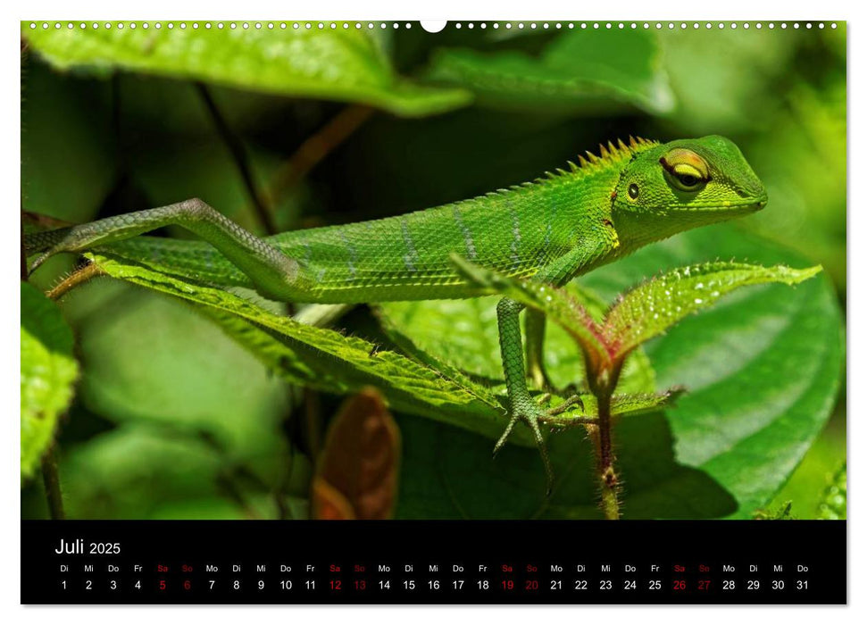 Sri Lanka - Tierische Momente (CALVENDO Premium Wandkalender 2025)