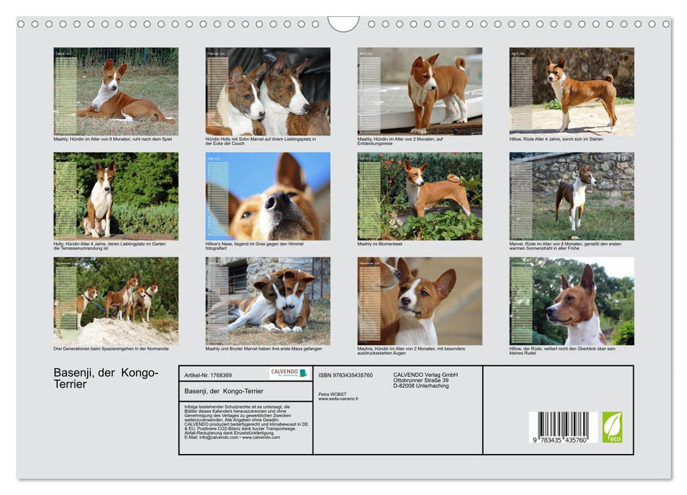 Basenji, der Kongo-Terrier (CALVENDO Wandkalender 2025)