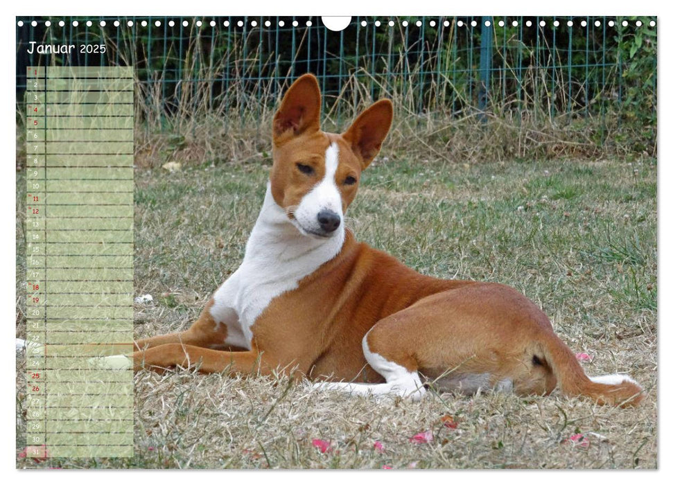 Basenji, der Kongo-Terrier (CALVENDO Wandkalender 2025)