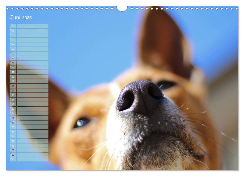 Basenji, der Kongo-Terrier (CALVENDO Wandkalender 2025)