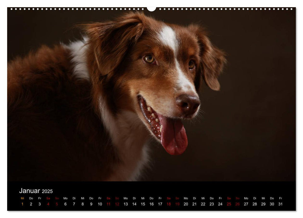 Charmante Australian Shepherds (CALVENDO Wandkalender 2025)