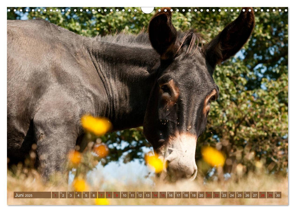 Esel - Sixtus Loreley (CALVENDO Wandkalender 2025)