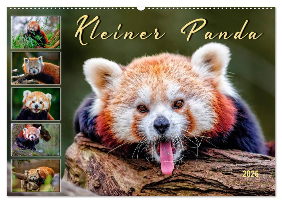 Kleiner Panda (CALVENDO Wandkalender 2025)