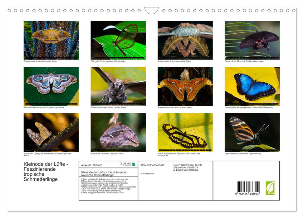 Kleinode der Lüfte - Faszinierende tropische Schmetterlinge (CALVENDO Wandkalender 2025)