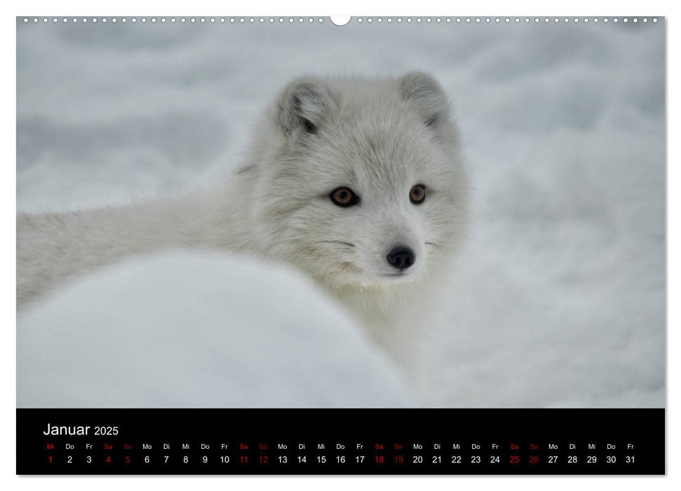 Polarfuchsstudien Wildlife (CALVENDO Premium Wandkalender 2025)