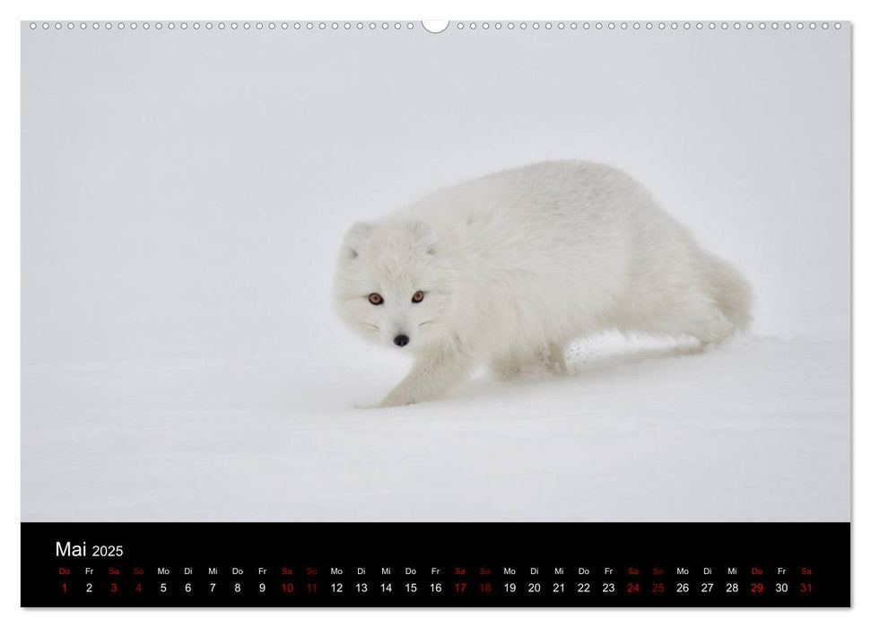 Polarfuchsstudien Wildlife (CALVENDO Premium Wandkalender 2025)