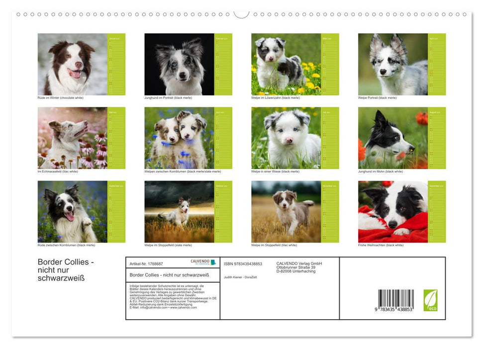 Border Collies - nicht nur schwarzweiß (CALVENDO Premium Wandkalender 2025)