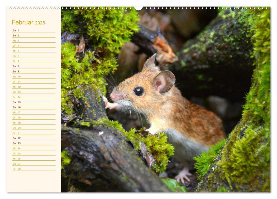 Grüsse von der Maus! (CALVENDO Premium Wandkalender 2025)