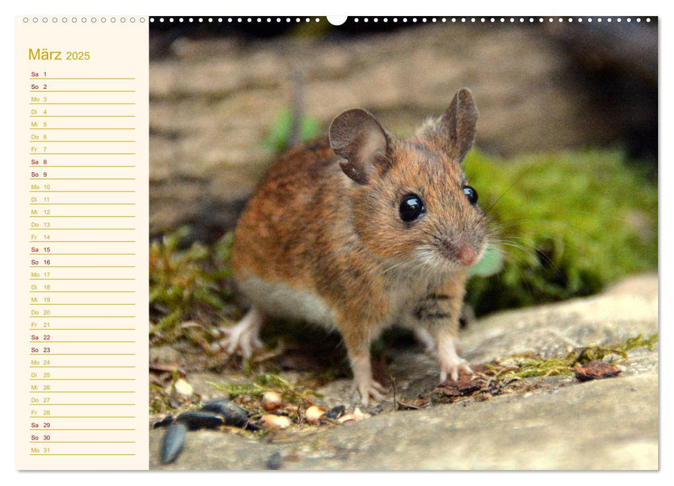 Grüsse von der Maus! (CALVENDO Premium Wandkalender 2025)