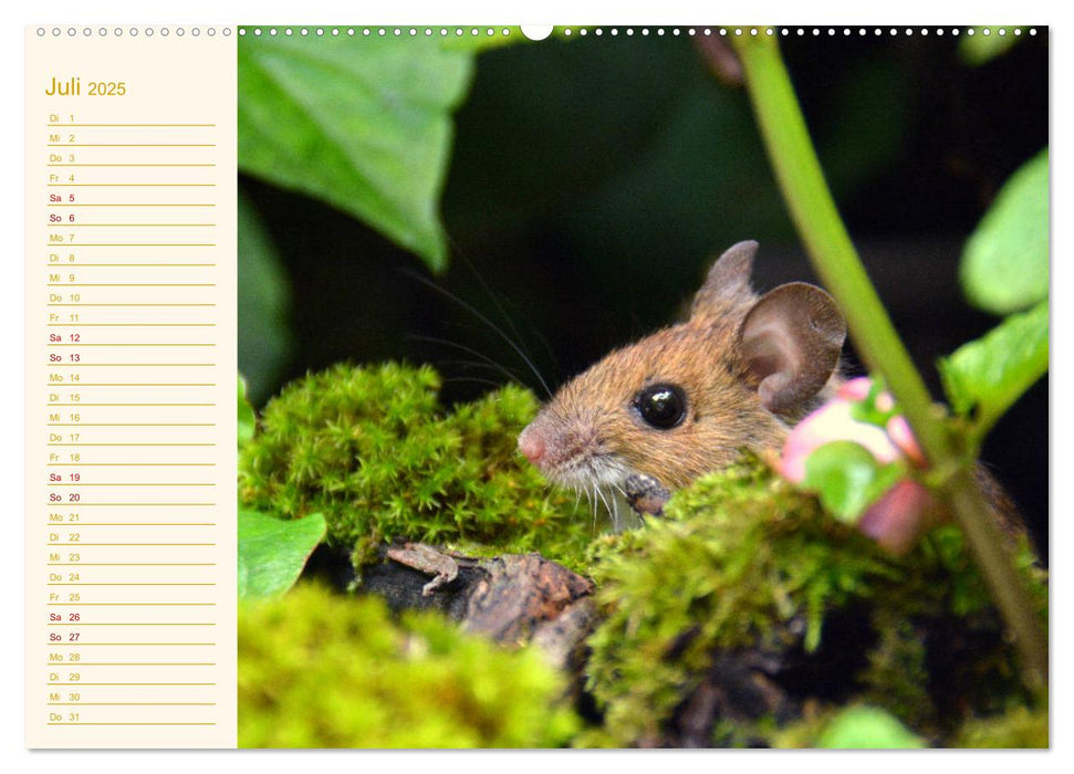 Grüsse von der Maus! (CALVENDO Premium Wandkalender 2025)