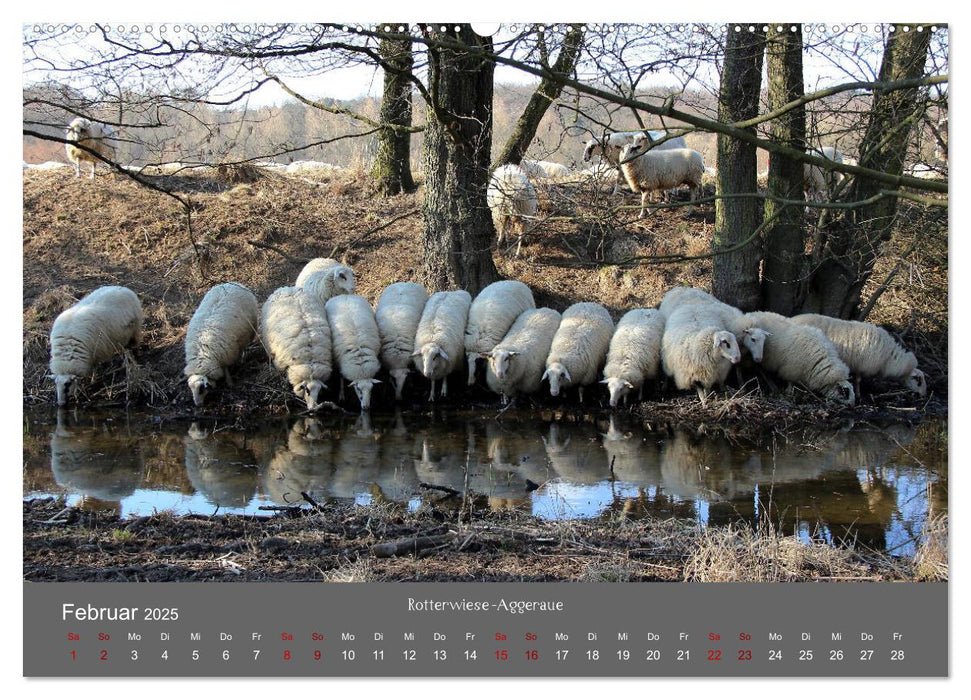 Wahner Heide - Aussichten und Begegnungen (CALVENDO Premium Wandkalender 2025)