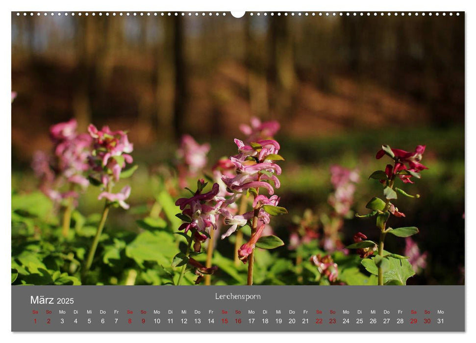 Wahner Heide - Aussichten und Begegnungen (CALVENDO Premium Wandkalender 2025)