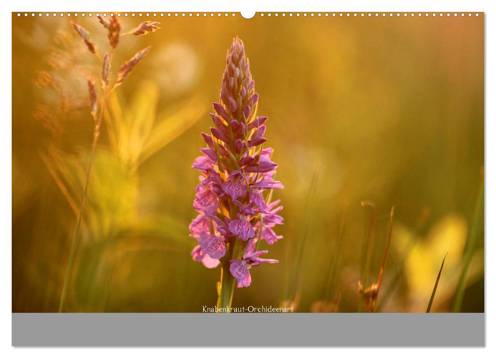 Wahner Heide - Aussichten und Begegnungen (CALVENDO Premium Wandkalender 2025)