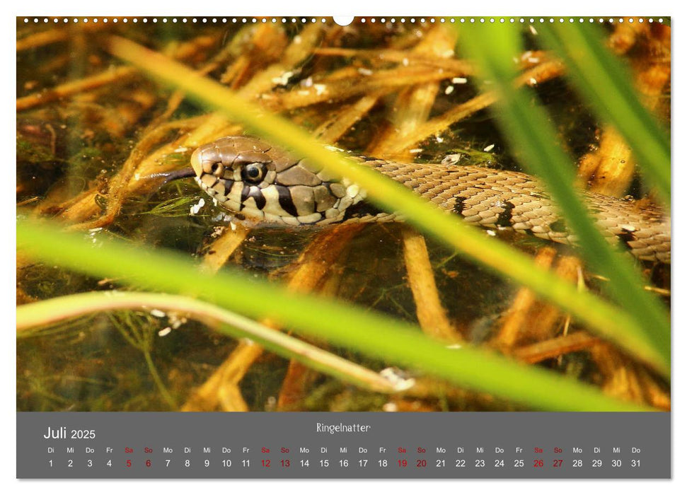 Wahner Heide - Aussichten und Begegnungen (CALVENDO Premium Wandkalender 2025)