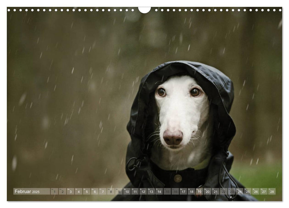 Zauberhafte Windhunde (CALVENDO Wandkalender 2025)