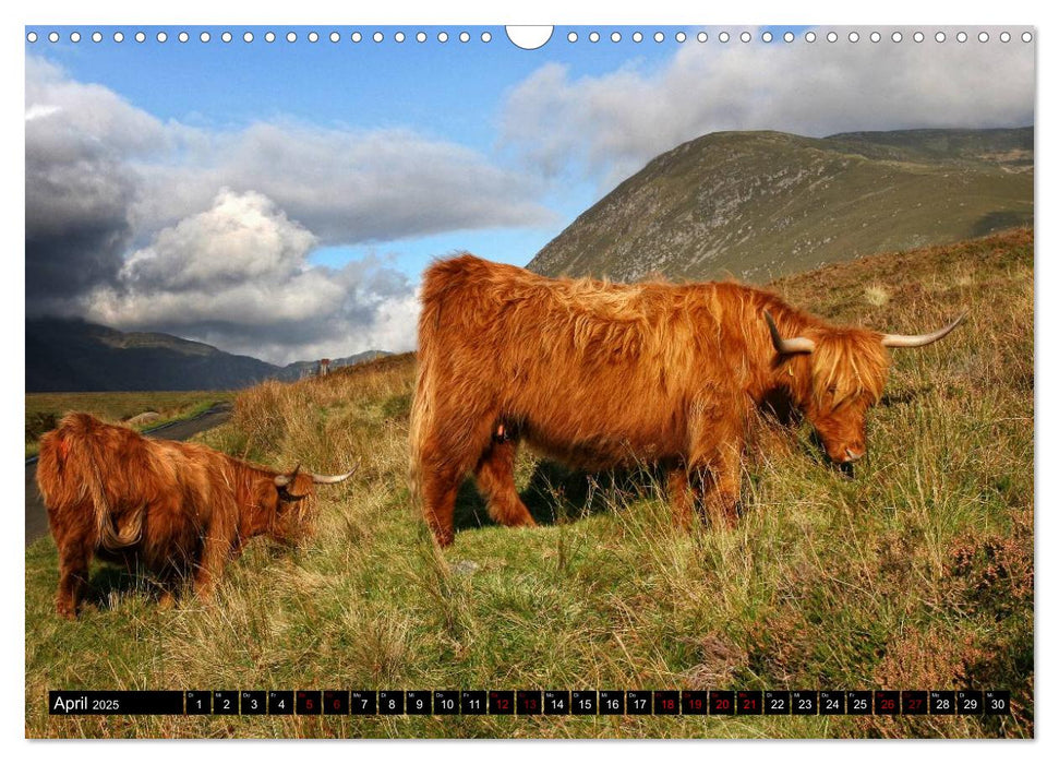 Streifzug durch Schottland (CALVENDO Wandkalender 2025)