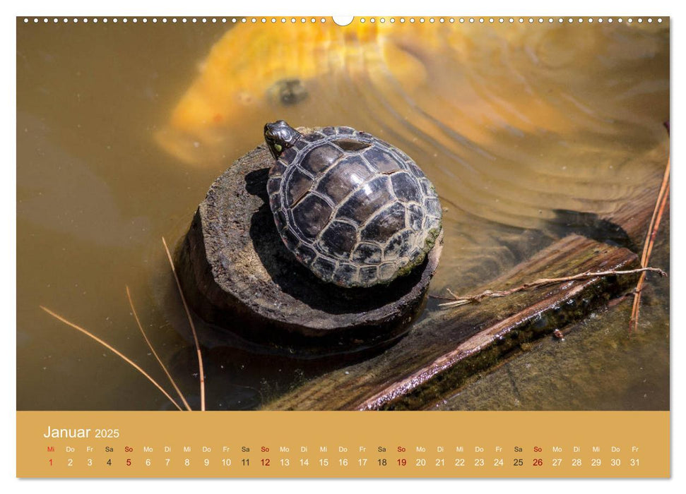 Am Teich. Zauberhafte Welt (CALVENDO Premium Wandkalender 2025)