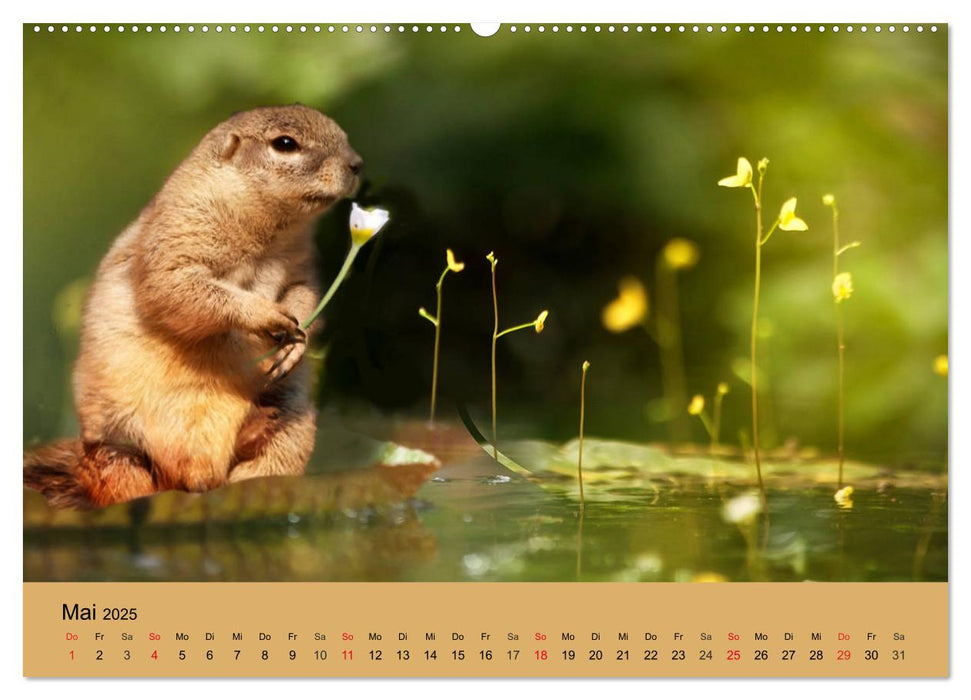 Am Teich. Zauberhafte Welt (CALVENDO Premium Wandkalender 2025)